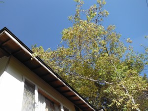 屋根に枝がかかっている写真 