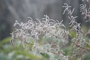蓼科の霧氷5