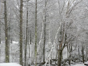 信州田舎冬景色1