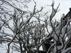 信州田舎冬景色2