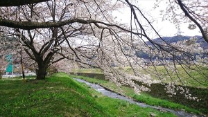 蓼科別荘地の桜