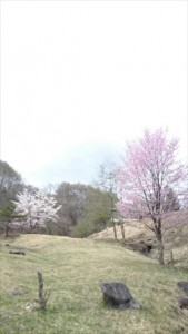 緑の村別荘地の春3