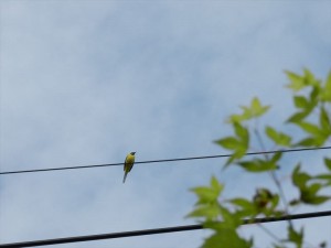 長野県別荘の楽しみ野鳥２