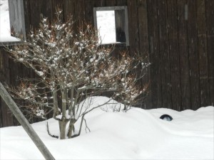 蓼科エリア別荘地の天気雪１
