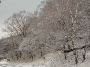 蓼科エリア姫木平別荘地の雪状況２