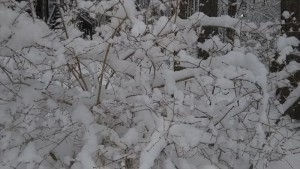 別荘地の雪の華