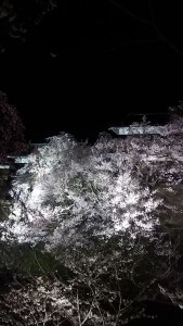 2017上田城桜