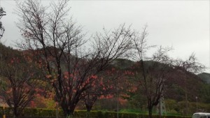 雨で紅葉が・・・in長和町