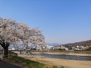 上田市の桜