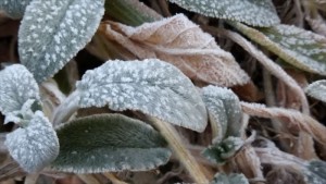 信州長和町の朝。植物の霜。