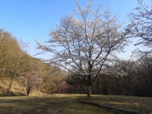 蓼科エリアの天気と緑の桜
