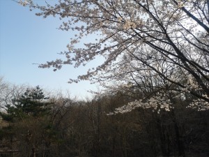 蓼科エリアの天気と緑の桜