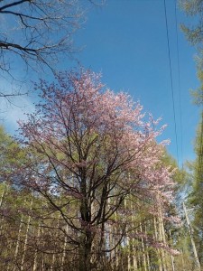 蓼科　桜