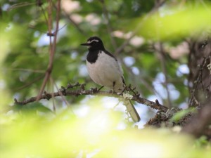 20240607蓼科エリア野鳥1