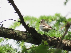 20240607蓼科エリア野鳥2