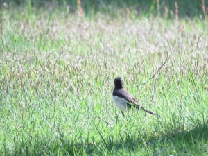 20240607蓼科エリア野鳥3