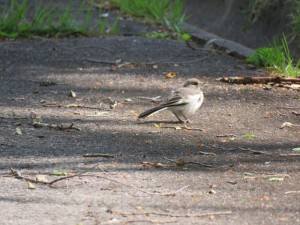 20240607蓼科エリア野鳥4