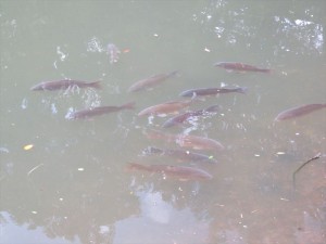 20240713姫木湖の鯉