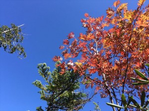 山の紅葉はじまり5